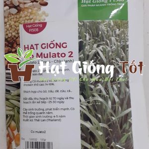 Cỏ Chịu Lạnh Mulato 2 (1kg)