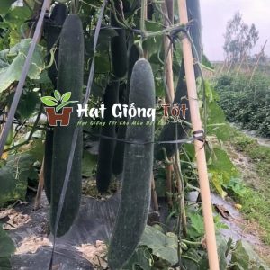 hạt giống bí đao xanh cao sản hay còn gọi là bí sặt