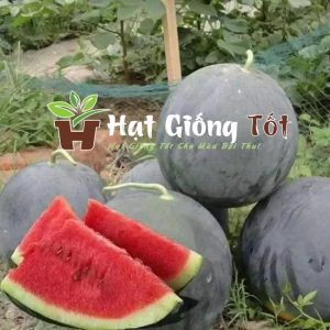 hạt giống dưa hấu f1 trái lớn sv 143 cho trái to đều