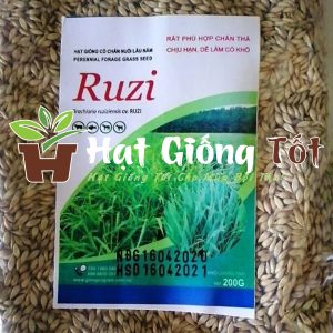 Cỏ chịu giẫm đạp, khô hạn Ruzi (1kg)