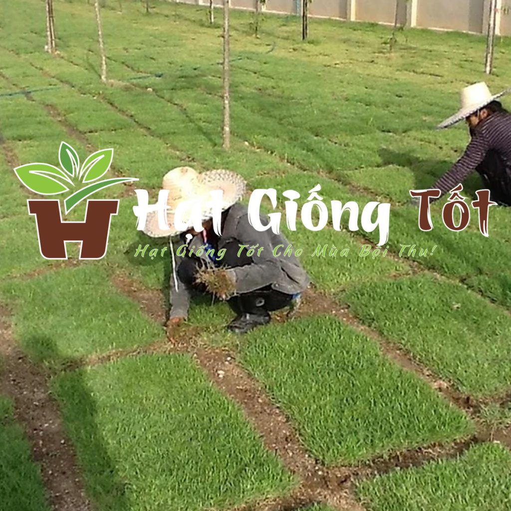 Hạt giống tốt