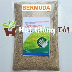 Cỏ Thảm Bermuda (1kg)