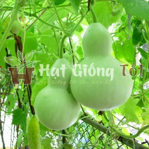 trồng hạt giống bầu hồ lô để được sản phẩm đẹp ngon