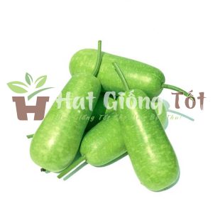 hạt giống Bầu lai f1 cho ra loại quả bầu ngắn năng suất cao, trái có nhiều dinh dưỡng