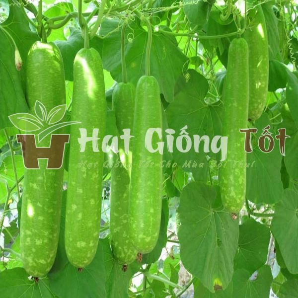 gieo trồng hạt giống bầu sao quanh năm