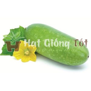 gieo trồng hạt giống bí đao chanh cho năng suất cao, được tị trường ưa chuộng