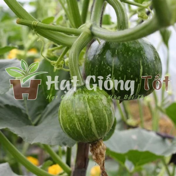 gieo Hạt Giống Bí Đỏ Ăn Non để có những bữa cơm ngon dinh dưỡng lành mạnh