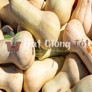 trồng bí đỏ hồ lô cho năng suất cao, cách chăm sóc đơn giản