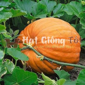 hạt giống bí đỏ khổng lồ cho quả to giúp phát triển ngành chăn nuôi kèm theo