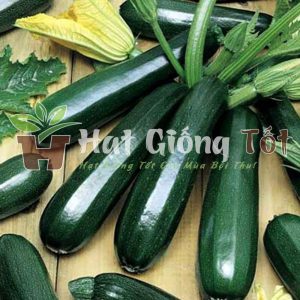 gieo hạt giống bí ngồi f1 tận dụng được không gian trong vườn ở những khu vực đất hạn chế