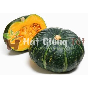 Trồng hạt giống bí nhật xanh f1 ch quả ngon thị trường tiêu dùng cần