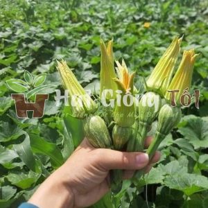 hạt giống bí nụ ăn non cho loại rau giàu chất dinh dưỡng tốt cho sức khỏe