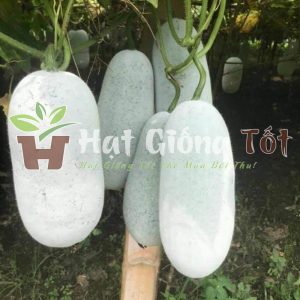 Hãy trồng hạt giống bí xanh thơm để có 1 vu mùa bội thu