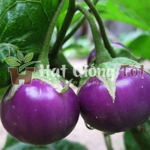 gieo trồng hạt giống cà bát tím đem lại lợi nhuận cao