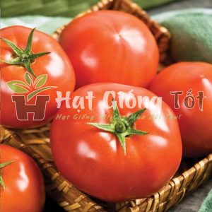 gieo Hạt giống cà chua beer f1 cho năng suất cao, đem vụ màu bội thu đến cho bà con nông dân