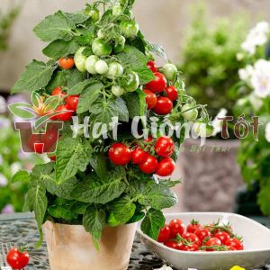 hạt giống cà chua bi lùn chất lượng tốt độ này mầm cao