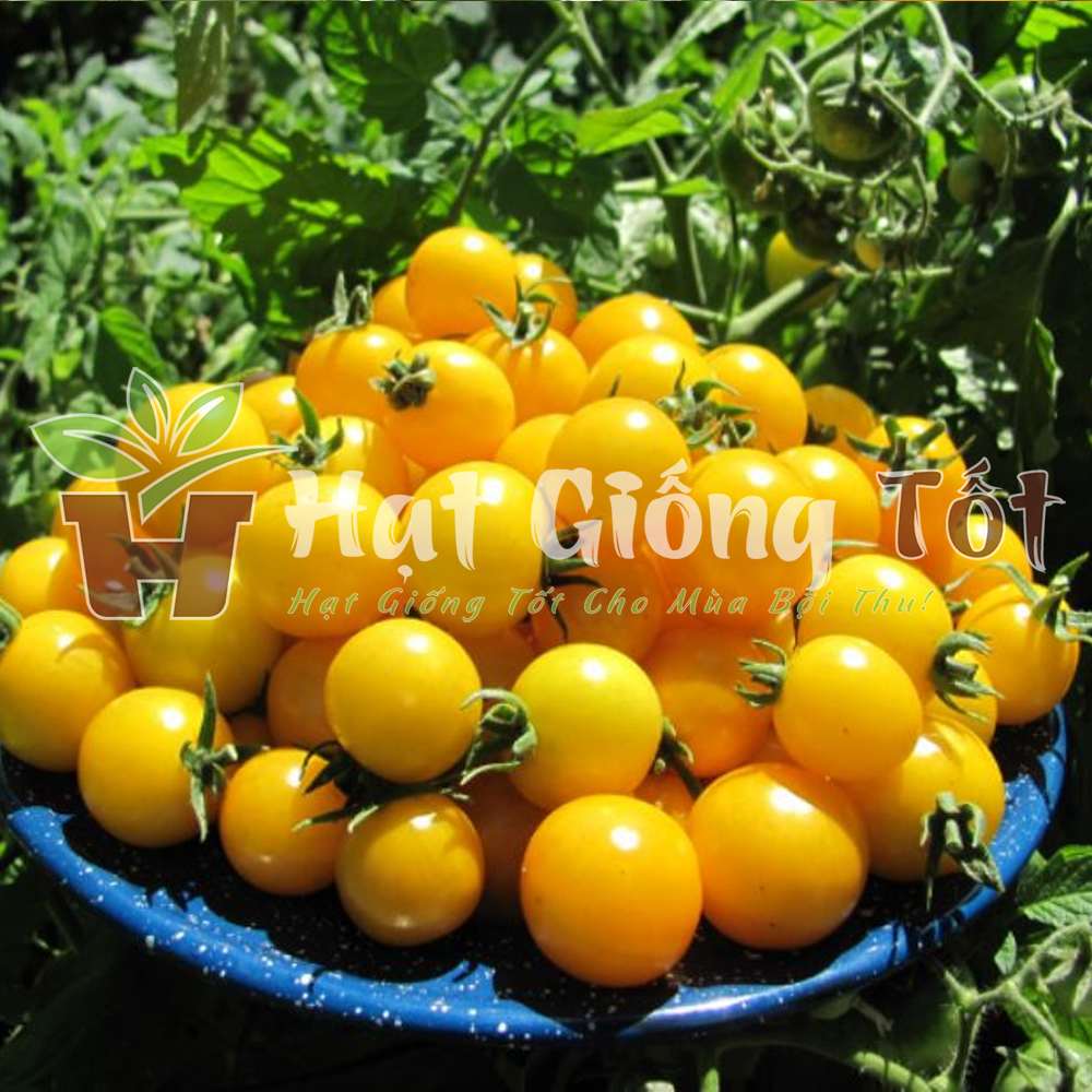 hat-giong-ca-chua-bi-vang-f1-1