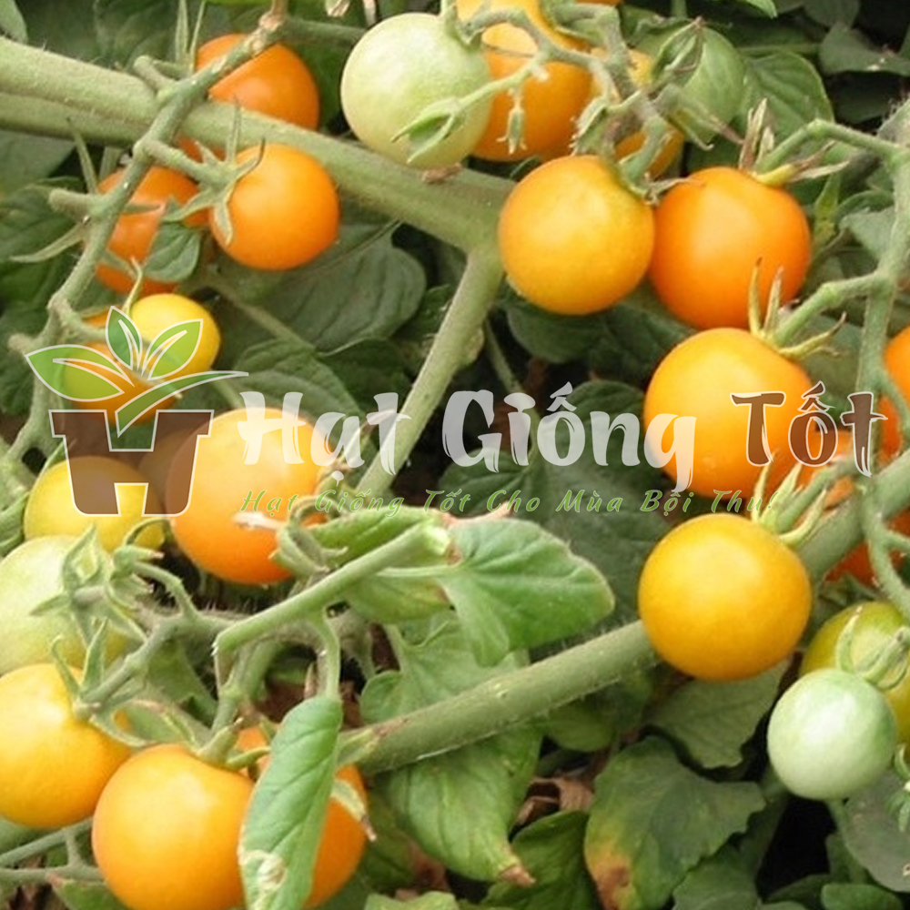 hat-giong-ca-chua-bi-vang-f1-3