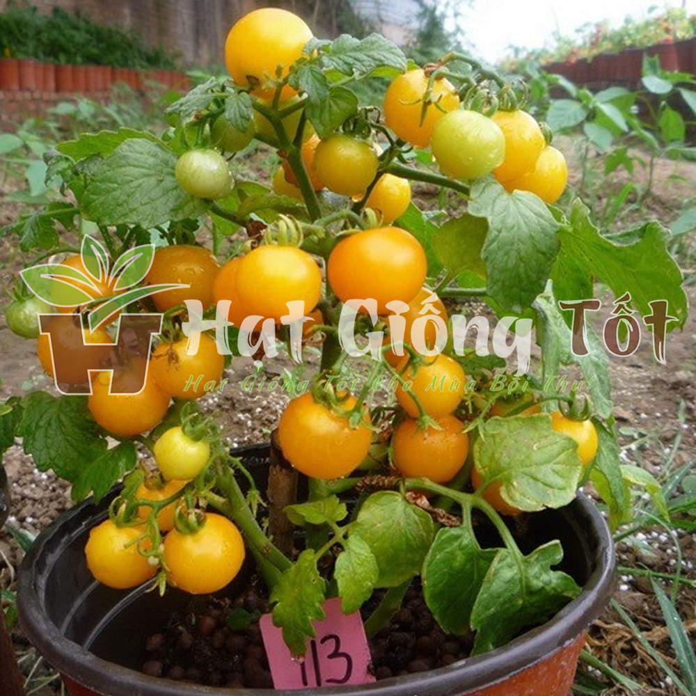 hat-giong-ca-chua-bi-vang-f1-4