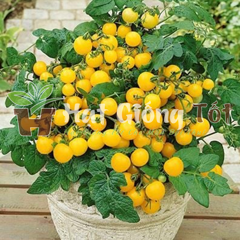 hat-giong-ca-chua-bi-vang-f1-5