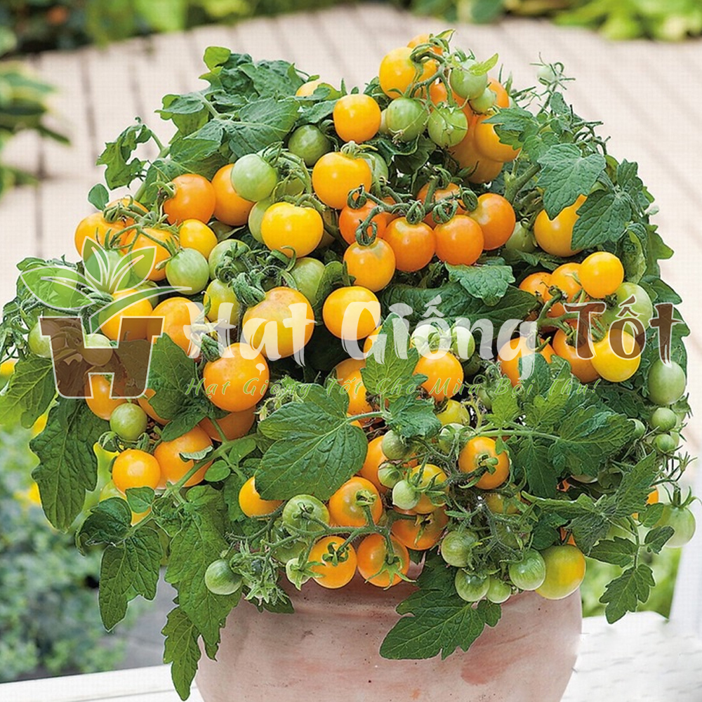 hat-giong-ca-chua-bi-vang-f1-6