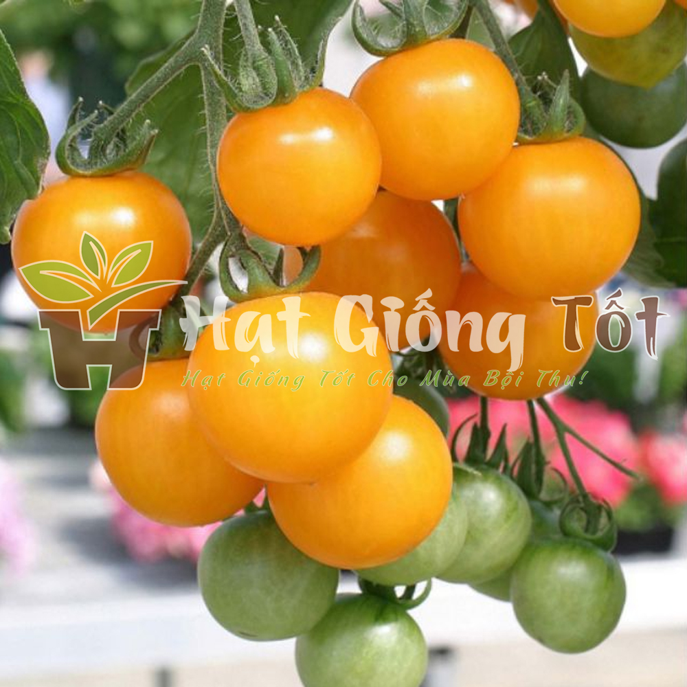 trồng hạt giống cà chua bi vàng f1 hay cà chua cherry vàng