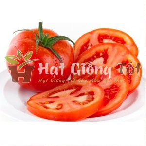 Cà chua chịu nhiệt f1 là gia vị không thể thiếu hàng ngày