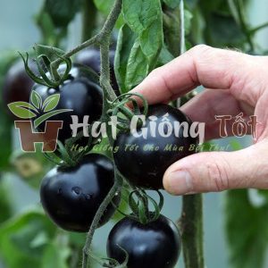 gieo hạt giống cà chua đên trong gi đình để có phương thức ẩm thực mới mẻ