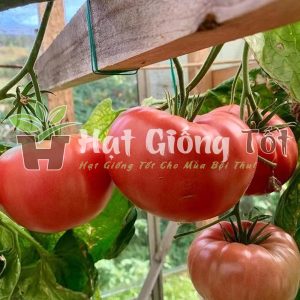 Hạt giống cây cà chua leo giàn cho năng suất cao