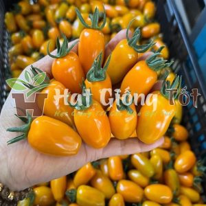 hat giống cà chua Nova f1 ch vụ màu bội thu