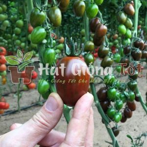 hạt giống cà chua socola loai đặc biệt này mâm nhanh