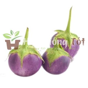 cách gieo trồng cà pháo tím cao sản cho năng suất cao