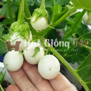 Hạt giống cà pháo trắng cho năng suất cao