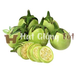 gieo hạt giống cà pháo xanh loại cây trồng kháng sâu bệnh cao có thể trồng quanh năm