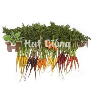 Hạt giống cà rốt mini cầu vồng