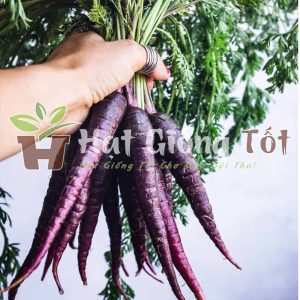 Hạt giống cà rốt tím F1 loại giống độc lạ