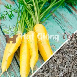 Hạt giống cà rốt vàng trồng cho năng suất cao