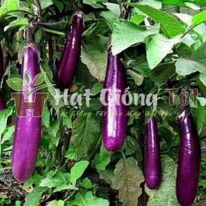 trồng cây cà tím quả dài cho năng suất cao, giá trị kinh tế lớn
