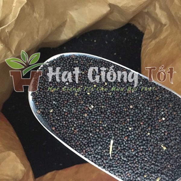 hạt giống rau cải canh giá tốt, chất lượng cao