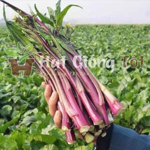 hạt giống cải ngồng đỏ