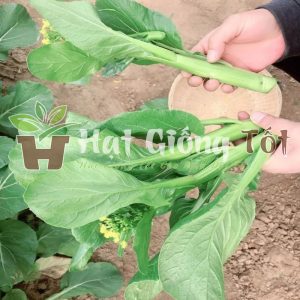 Hạt Giống Cải Ngồng Siêu Ngọn