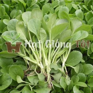 chọn giống cải ngọt ăn non uy tín để có vụ mùa bội thu