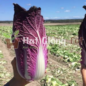 gieo hạt giống cải thảo tím loại rau đẹp lạ chất lượng