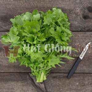 hạt giống cải wasabi giống cải cay mù tạt