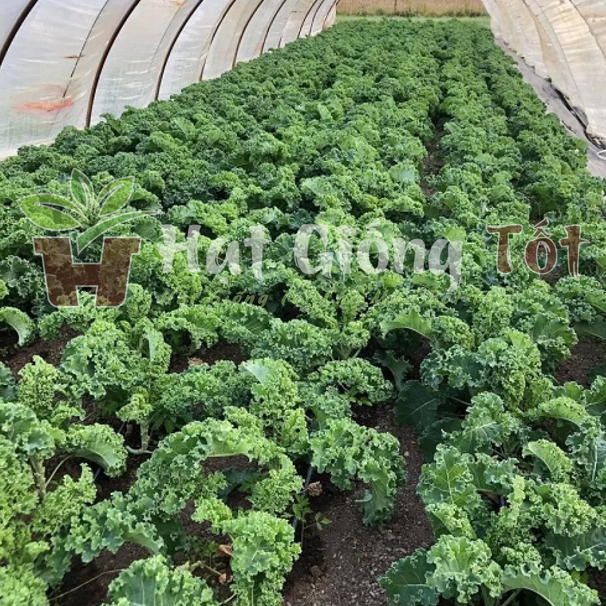 hat-giong-cai-xoan-khong-lo-1