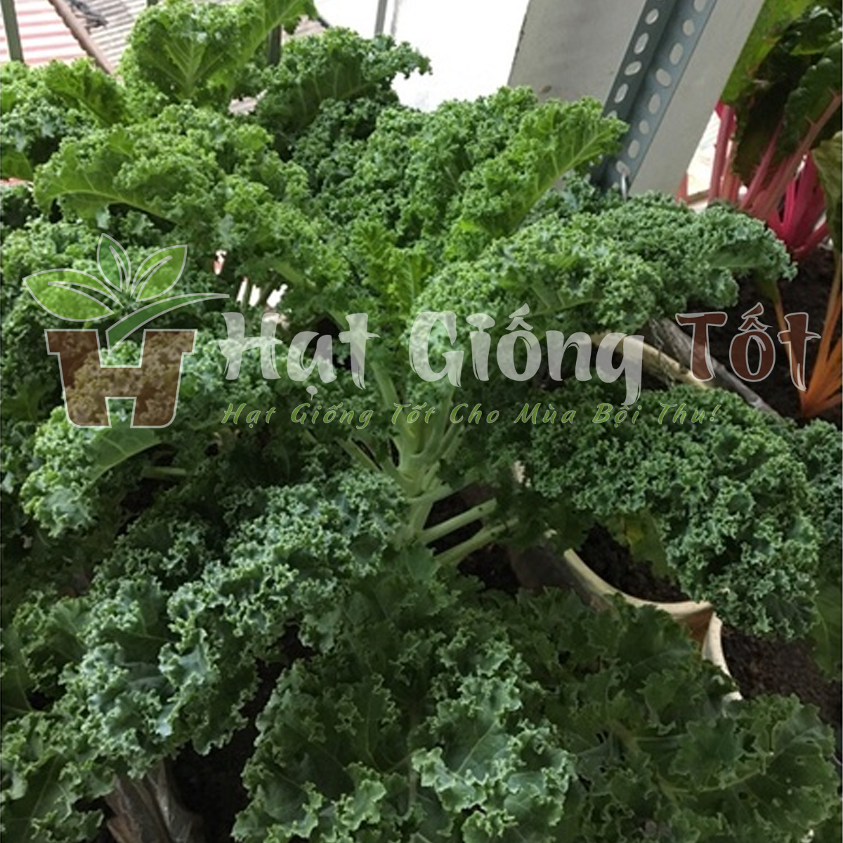 hat-giong-cai-xoan-khong-lo-4