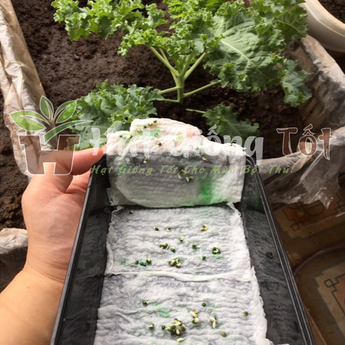 hat-giong-cai-xoan-khong-lo-5