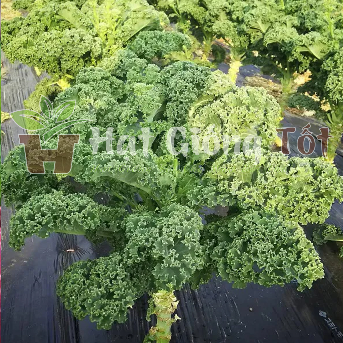 hạt giống cải xoăn khổng lồ dinh dưỡng cao