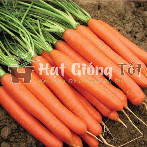 loại hạt giống cà rốt f1 là loại cao sản cho năng suất cao chất lượng tốt