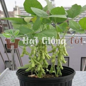 Hạt giống cây đậu tương cao sản cho những vụ mùa bội thu
